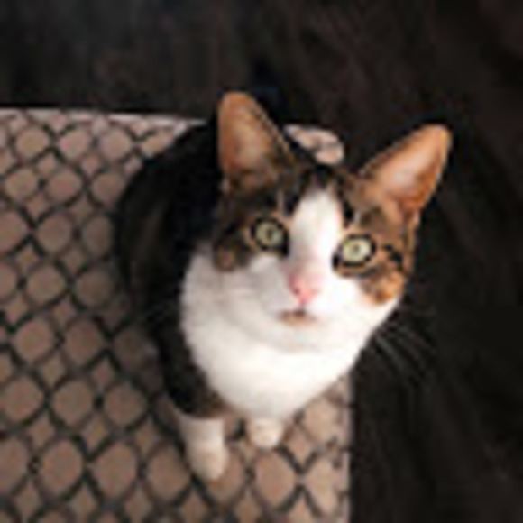 Meet your Posher, Julia - Picture 1 of 1